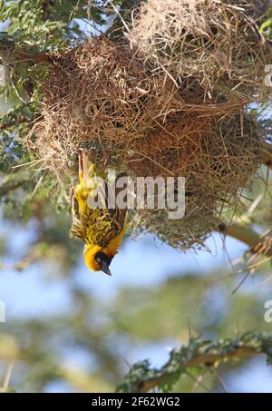 Speke's Weaver (Ploceus spekei) Männchen, das am Nest hängt und Kenia zeigt Oktober Stockfoto