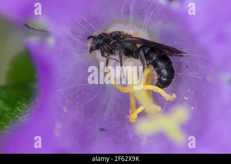 Scherenbiene, schläft in Glockenblume, Schlaf, schladend, Chelostoma spec., Scherenbienen, Scherenbiene, Scherenbiene Stockfoto