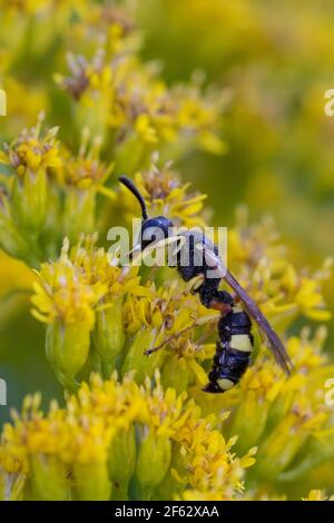 Bienenjagende Knotenwespe, Gemeine Knotenwespe, Blütenbesuch an Kanadische Goldrute, Cerceris rybyensis, verzierte Schwanzgräberwespe, verzierte Schwanzgräberwespe Stockfoto