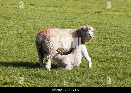 Ein Schaf säugt ihr Lamm in dem Cotswold Dorf von Middle Duntisbourne, Gloucestershire UK Stockfoto