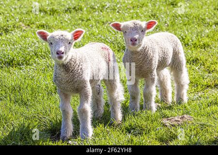 Twin Cotswold Lämmer in der Cotswold Dorf von Middle Duntisbourne, Gloucestershire Großbritannien Stockfoto