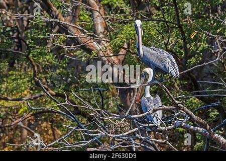 Braune Pelikane (Pelecanus occidentalis), die im Sumidero Canyon Nationalpark in der Nähe von Chiapa de Corzo, Chiapas, Südmexiko, in einem Baum thront Stockfoto