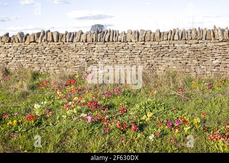 Innapropriate Pflanzung an einem Straßenrand in den Cotswolds UK - Primueln statt Primeln! Stockfoto