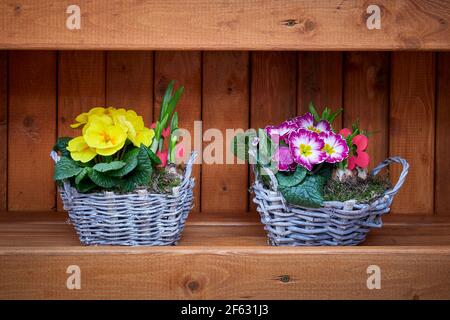 Gelbe und rosa Primeln Blüten in einem Korb. (Primula vulgaris) Stockfoto