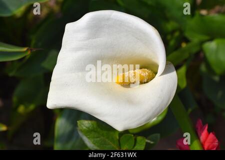 Blüht Weiße Farbe Calla Lilien Blume mit gelber Zunge und grünen Folios. Stockfoto