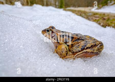 Grasfrosch (rana temporaria) Auf dem Weg zu einem See im Frühjahr Stockfoto