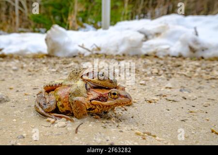 Grasfrosch (rana temporaria) Auf dem Weg zu einem See im Frühjahr Stockfoto