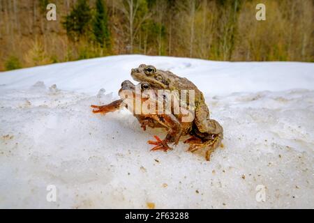 Grasfrosch (rana temporaria) Auf dem Weg zu einem See im Frühjahr Stockfoto