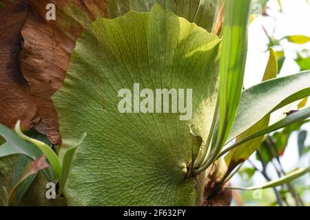 Staghorn Fern , Platycerium bifurcatum Pflanzen mit definierten Muster und Venen Stockfoto