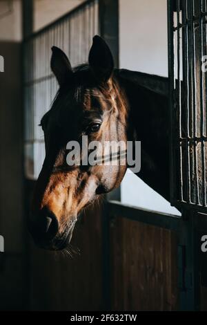 Schönes Pferd im Sonnenlicht auf dem Bauernhof. Porträt eines Pferdes. Stockfoto