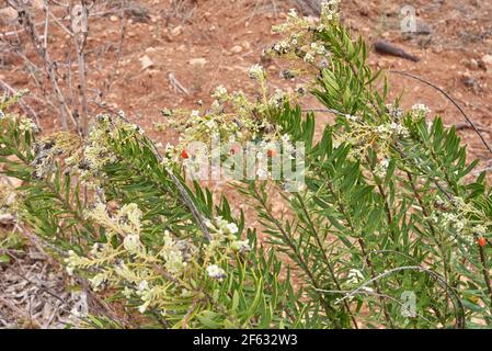 Daphne Gnidium Pflanze in Blüte Stockfoto