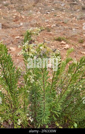 Daphne Gnidium Pflanze in Blüte Stockfoto