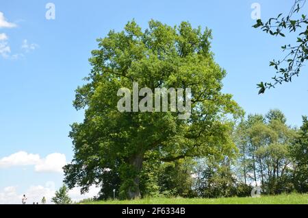 Riesige Eiche auf einer Wiese in bayern Stockfoto