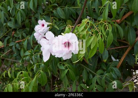 Pandorea Jasminoides weiß und lila Blüten Stockfoto