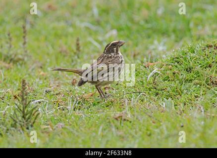 Streakiger Seedeater (Crithagra striolata striolata) Erwachsener steht im feuchten Feld Kenia Oktober Stockfoto