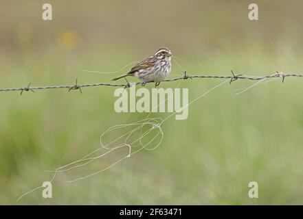 Streakiger Seedeater (Crithagra striolata striolata) Erwachsene auf Stacheldraht Zaun mit Nistmaterial Kenia thront Oktober Stockfoto