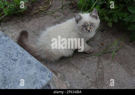 sibirische Katze neva Maskerade Stockfoto