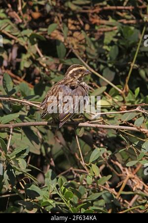 Streaky Seedeater (Crithagra striolata striolata) Erwachsene thront im Busch preening Lake Naivasha, Kenia November Stockfoto