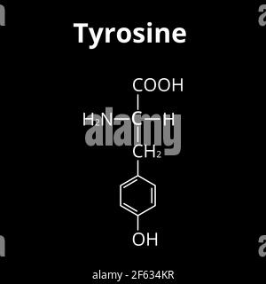 Die Aminosäure Tyrosin. Chemische molekulare Formel von Tyrosin Aminosäure. Vektorgrafik auf isoliertem Hintergrund Stock Vektor