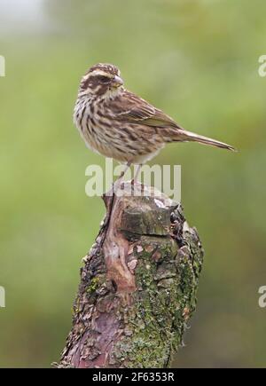 Streaky Seedeater (Crithagra striolata striolata) Erwachsene stehend auf post Aberdare NP, Kenia November Stockfoto