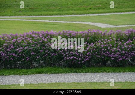 Schöne Blumen vor dem Schloss schleißheim Stockfoto