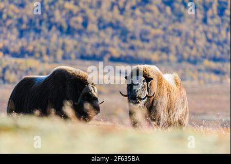 Moschusoxen auf dem Berg, Norwegen. Stockfoto