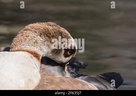 Aufpfeifende ägyptische Gans (Alopochen aegyptiaca) Stockfoto