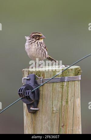 Streaky Seedeater (Crithagra striolata striolata) Erwachsene auf elektrischen Zaunpfosten Aberdare NP, Kenia November Stockfoto