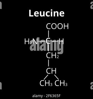 Aminosäure Leucin. Chemische molekulare Formel von Aminosäure Leucin. Vektorgrafik auf isoliertem Hintergrund Stock Vektor