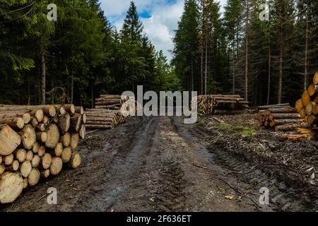 Langer Weg in Rudawy Janowickie Berge mit Schnittbäumen auf Seite Stockfoto