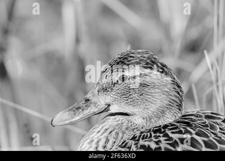 Porträt einer Mallardin (Anas platyrhyncos) Stockfoto