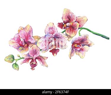 Der Zweig der blühenden tropischen rosa Blumen Orchideen, Nahaufnahme ( Phalaenopsis, orchis). Handgezeichnete Aquarell-Illustration auf weißem Hintergrund Stockfoto