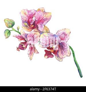 Der Zweig der blühenden tropischen rosa Blumen Orchideen, Nahaufnahme ( Phalaenopsis, orchis). Handgezeichnete Aquarell-Illustration auf weißem Hintergrund Stockfoto
