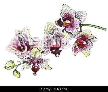 Der Zweig der tropischen rosa Blumen Orchideen ( Phalaenopsis, orchis) handgezeichnete Grafik und Aquarell Malerei Illustration auf weißem Hintergrund. Stockfoto