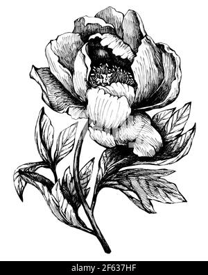 Der Zweig blühende Pfingstrose (Pfingstrosen, Pfingstrose, paeonia), isoliert auf weißem Hintergrund. Handgezeichnete grafische Illustration. Stockfoto