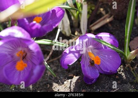 Biene in lila Krokus blühen auf Boden im Bett Stockfoto
