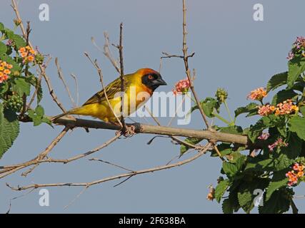 Vitelline Maskierter Weber (Ploceus vetillinus) Erwachsenes Männchen thront im blühenden Lantana Busch Kenia November Stockfoto