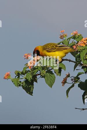 Vitelline Maskierter Weber (Ploceus vetillinus) Erwachsene männliche Fütterung an blühenden Lantana Busch Kenia November Stockfoto