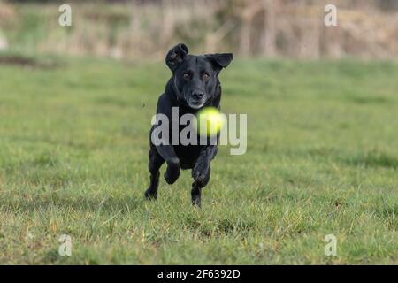 Action-Aufnahme eines schwarzen Labradors, der nach einem Rennen läuft Tennisball in einem Feld Stockfoto