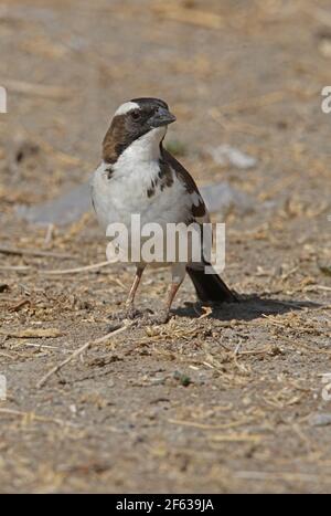 Weißbrauen-Sperlingsweber (Plochepasser mahali melanorhynchus) Erwachsene stehend auf dem Boden See Awassa, Äthiopien April Stockfoto