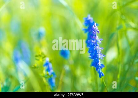Blaue Lupinen blühen auf grüner Wiese Stockfoto