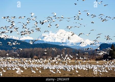 Wintergänse fliegen mit Mount über das Skagit-Tal Baker am Horizont im Nordwesten von Washington Stockfoto