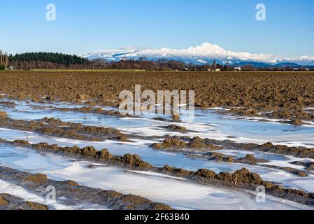 Winterzeit im Skagit Valley des Staates Washington mit Eis In den gepflügten Feldern und vulkanischen Mount Baker auf der Weiter Horizont an einem klaren Tag Stockfoto