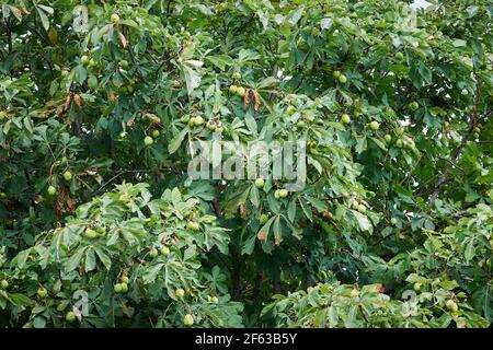 Kastanienbaum (Aesculus hippocastanum) Stockfoto