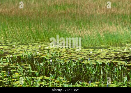 Teich Gräser und Pflanzen, Acadia National Park, Maine Stockfoto
