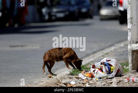 sao francisco do conde, bahia / brasilien - 29. april 2019: Hund ist lose essen Müll in Sao Francisco do Conde Stadtzentrum Straße gesehen. *** Lokales C Stockfoto