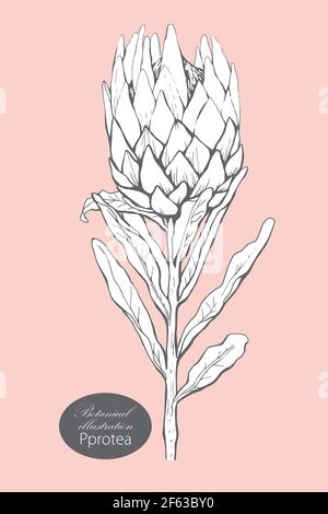 Organische botanische Designvorlage. Handgezeichnete vektorgrafik protea Blume Illustration Stock Vektor