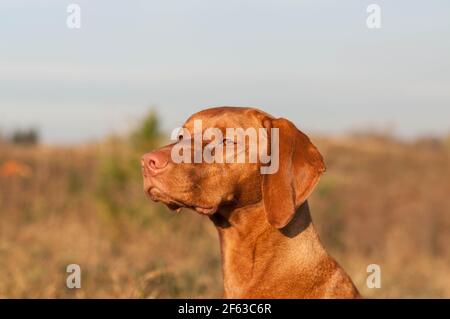 Nahaufnahme eines Vizsla-Hundes (ungarischer Zeiger) in einem Feld. Stockfoto