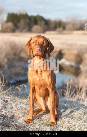 Ein reinrassiger Vizsla Hund (Ungarischer Zeiger) auf einem Feld mit einem Bach im Hintergrund. Stockfoto