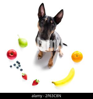 Hund mit schlechtem Gewissen für Übergewicht, und Gewicht zu verlieren, isoliert auf weißem Hintergrund und frische vegane vegetarische Früchte herum Stockfoto